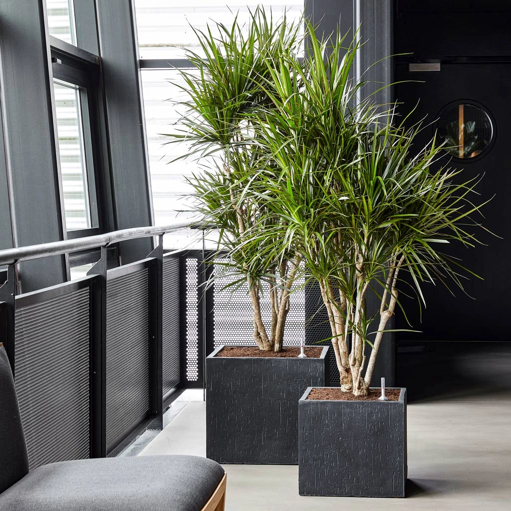 Raindrop Cube Planter - Anthracite 4 Raindrop Cube Planter - Anthracite - Image 2