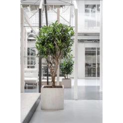 Raindrop Cube Planter - Stone 26 Raindrop Cube Planter - Stone -Indoor Plants Store Raindrop Cube Planter Stone Lifestyle