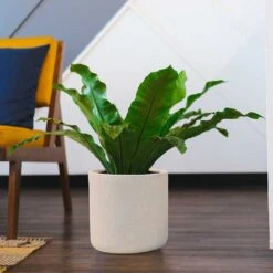 Raindrop Round Planter - Stone 15 Raindrop Round Planter - Stone -Indoor Plants Store Raindrop Round Planter Stone Indoor Plant