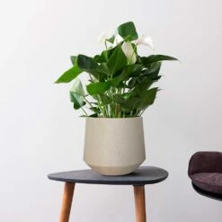 Raindrop Tube Round Planter - Stone -Indoor Plants Store Raindrop Tube Round Planter Stone Indoor Plant