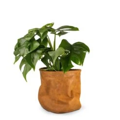 Rhaphidophora Tetrasperma - Monstera Minima -Indoor Plants Store Rhaphidophora tetrasperma Monstera Minima 12x25cm Plant Basket Juna Cognac 14x14cm