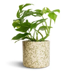 Rhaphidophora Tetrasperma - Monstera Minima -Indoor Plants Store Rhaphidophora tetrasperma Monstera minima 12x25cm Lazzaro Plant Pot Sage Foliage 15x13cm c27c0c14 0152 4c81 b31d 08063458a279