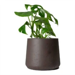 Rhaphidophora Tetrasperma - Monstera Minima -Indoor Plants Store Rhaphidophora tetrasperma Monstera minima 12x25cm Patt Plant Pot Ash Brown 17x14cm
