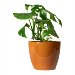 Rhaphidophora Tetrasperma - Monstera Minima -Indoor Plants Store Rhaphidophora tetrasperma Monstera minima 12x25cm Sven Plant Pot Mandarin 15x12cm