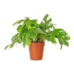 Rhaphidophora Tetrasperma - Monstera Minima -Indoor Plants Store Rhaphidophora tetrasperma Monstera minima 15x25cm