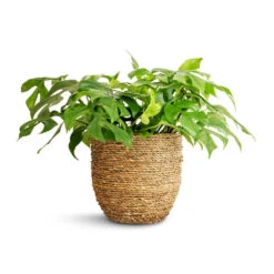 Cody Plant Pot - Straw Grass -Indoor Plants Store Rhaphidophora tetrasperma Monstera minima 15x25cm Cody Plant Pot Straw Grass 22x20cm a01898d3 36eb 4449 bfff f595c0b910e5
