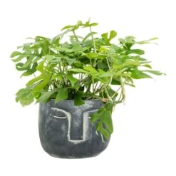 Rhaphidophora Tetrasperma - Monstera Minima -Indoor Plants Store Rhaphidophora tetrasperma Monstera minima Head Plant Pot Anthracite 8c88891d 357f 4ddc a8cf 77742ff4d43f