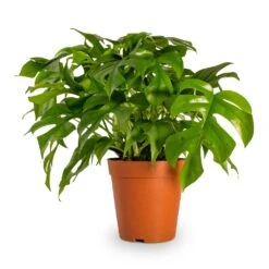 Rhaphidophora Tetrasperma - Monstera Minima -Indoor Plants Store Rhaphidophora tetrasperma Monstera minima Houseplant 15x40cm