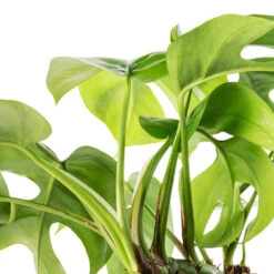 Rhaphidophora Tetrasperma - Monstera Minima -Indoor Plants Store Rhaphidophora tetrasperma Monstera minima Swatch 2