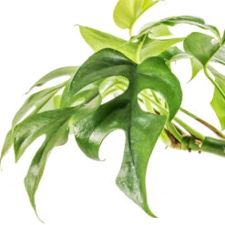 Rhaphidophora Tetrasperma - Monstera Minima -Indoor Plants Store Rhaphidophora tetrasperma Monstera minima Swatch