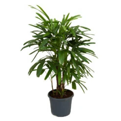 Rhapis Excelsa - Lady Palm 16 Rhapis Excelsa - Lady Palm -Indoor Plants Store Rhapis excelsa Lady Palm 100cm