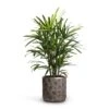 Rhapis Excelsa - Lady Palm -Indoor Plants Store Rhapis excelsa Lady Palm 21x90cm Luxe Lite Moon Cylinder Planter Bronze 28x27cm 4ec9c0ae ccbb 44f3 8bcb 48a80ec298d3