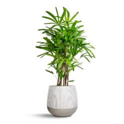Pax Plant Pot - Ridged White Stripe 14 Pax Plant Pot - Ridged White Stripe -Indoor Plants Store Rhapis excelsa Lady Palm 27x110cm Pax Plant Pot Ridge White Stripe 40x36cm ebf3f0ed 909b 45f2 af74 d71166caff73