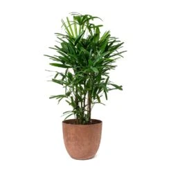 Rhapis Excelsa - Lady Palm 19 Rhapis Excelsa - Lady Palm -Indoor Plants Store Rhapis excelsa Lady Palm Bola Artstone Plant Pot Oak