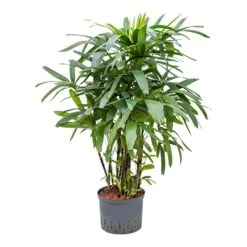 Rhapis Excelsa - Lady Palm - HydroCare -Indoor Plants Store Rhapis excelsa Lady Palm Hydroculture 25 19x120cm