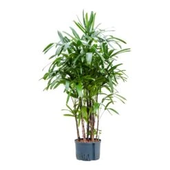Rhapis Excelsa - Lady Palm - HydroCare -Indoor Plants Store Rhapis excelsa Lady Palm Hydroculture 28 19x150cm