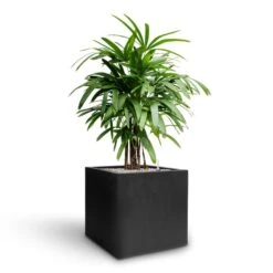 Rhapis Excelsa - Lady Palm - HydroCare -Indoor Plants Store Rhapis excelsa Lady Palm Hydroculture Grigio Cube Planter Anthracite Concrete a424559f a8f2 42b4 b0d7 5363e0a3708a