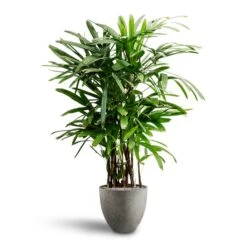 Rhapis Excelsa - Lady Palm - HydroCare -Indoor Plants Store Rhapis excelsa Lady Palm Hydroculture Grigio Egg Pot Planter Natural Concrete