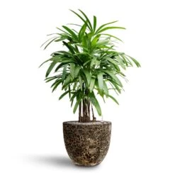 Rhapis Excelsa - Lady Palm - HydroCare -Indoor Plants Store Rhapis excelsa Lady Palm Hydroculture Lava Couple Relic Planter Black