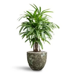 Rhapis Excelsa - Lady Palm - HydroCare -Indoor Plants Store Rhapis excelsa Lady Palm Hydroculture Lava Couple Relic Planter Jade