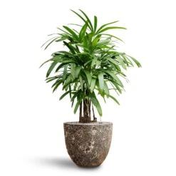 Rhapis Excelsa - Lady Palm - HydroCare -Indoor Plants Store Rhapis excelsa Lady Palm Hydroculture Lava Couple Relic Planter Rust