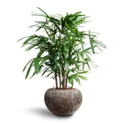 Rhapis Excelsa - Lady Palm - HydroCare -Indoor Plants Store Rhapis excelsa Lady Palm Hydroculture Luxe Lite Waterfall Globe Planter Bronze bbfc434c af63 49a5 a921 32d4359c800d