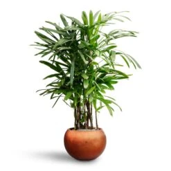 Metallic Globe Plant Pot - Matt Copper 13 Metallic Globe Plant Pot - Matt Copper -Indoor Plants Store Rhapis excelsa Lady Palm Hydroculture Metallic Couple Plant Pot Matt Copper 4619822e 8250 4748 84df 0e30911df43a