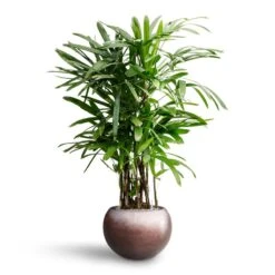 Rhapis Excelsa - Lady Palm - HydroCare -Indoor Plants Store Rhapis excelsa Lady Palm Hydroculture Metallic Globe Plant Pot Matt Coffee