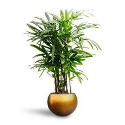 Rhapis Excelsa - Lady Palm - HydroCare -Indoor Plants Store Rhapis excelsa Lady Palm Hydroculture Metallic Globe Plant Pot Matt Honey b1928f7e 1254 4d5f 8ba1 ba7fe24b92c8