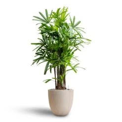 Rhapis Excelsa - Lady Palm - HydroCare -Indoor Plants Store Rhapis excelsa Lady Palm Hydroculture Raindrop Egg Planter Stone