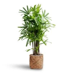 Rhapis Excelsa - Lady Palm - HydroCare -Indoor Plants Store Rhapis excelsa Lady Palm Hydroculture Zayn Bamboo Planter