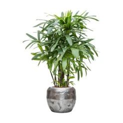 Rhapis Excelsa - Lady Palm - HydroCare -Indoor Plants Store Rhapis excelsa Lady Palm Hydroculture Opus Hammered Globe Planter Silver