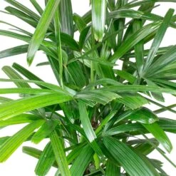 Rhapis Excelsa - Lady Palm - HydroCare -Indoor Plants Store Rhapis excelsa Lady Palm Leaves 910e89e9 2650 4eee 88d4 abdf8b306550