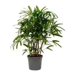 Rhapis Excelsa - Lady Palm 18 Rhapis Excelsa - Lady Palm -Indoor Plants Store Rhapis excelsa Lady Palm XLarge