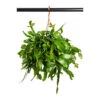 Rhipsalis Crispata - Mistletoe Cactus -Indoor Plants Store Rhipsalis Crispata