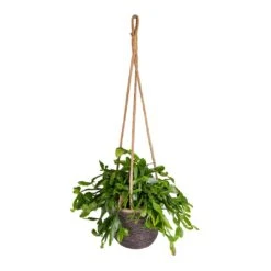 Rhipsalis Crispata - Mistletoe Cactus -Indoor Plants Store Rhipsalis crispata Mistletoe Cactus 14x40cm Igmar Hanging Plant Basket Grey 17x14cm