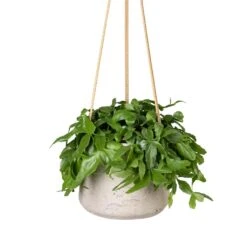 Rhipsalis Crispata - Mistletoe Cactus -Indoor Plants Store Rhipsalis crispata Mistletoe Cactus 14x40cm Patt Hanging Plant Pot Grey Washed 20x17cm