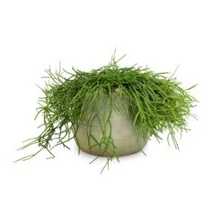 Rhipsalis Heteroclada - Mistletoe Cactus -Indoor Plants Store Rhipsalis heteroclada Mistletoe Cactus 21x55cm Iris Plant Pot Mint 26x21cm