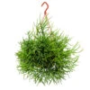 Rhipsalis Heteroclada - Mistletoe Cactus -Indoor Plants Store Rhipsalis heteroclada Mistletoe Cactus 40cm