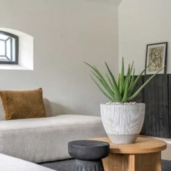 Jesslyn Plant Pot - Ridged White Stripe -Indoor Plants Store Ridged Jesslyn Plant Pot White Stripe Aloe Vera Houseplant