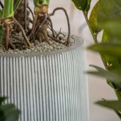 Tall Harith Plant Pot - Ridged White Stripe 13 Tall Harith Plant Pot - Ridged White Stripe -Indoor Plants Store Ridged Tall Harith Plant Pot White Stripe Lifestyle 2
