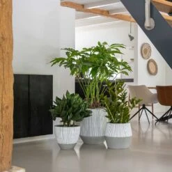 Tall Harith Plant Pot - Ridged White Stripe 12 Tall Harith Plant Pot - Ridged White Stripe -Indoor Plants Store Ridged White Stripe Planters e921f3a4 ef29 4d92 b161 274457b1769a