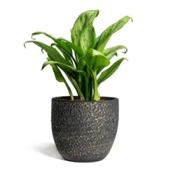 Aglaonema Christina - Chinese Evergreen -Indoor Plants Store Rinca Plant Pot Shiny Black 17x15cm Aglaonema Christina Chinese Evergreen 14x35cm 869775fc f93f 411c aabe 52b2bf2172ef