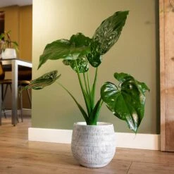 Ryan Plant Pot - White Black -Indoor Plants Store Ryan Plant Pot White Black Alocasia Houseplant