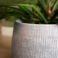Ryan Plant Pot - White Black -Indoor Plants Store Ryan Plant Pot White Black Close Up