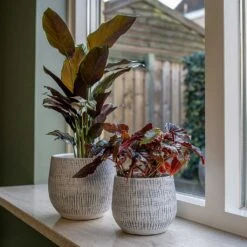 Ryan Plant Pot - White Black -Indoor Plants Store Ryan Plant Pots White Houseplants