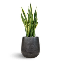Terrazzo Balloon Planter - Black -Indoor Plants Store Sanseveria Terrazo Balloon Black