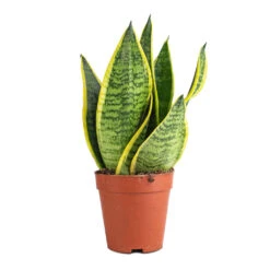 Sansevieria Trifasciata Futura Superba -Indoor Plants Store Sanseviera trifasciata Futura Superba 9x30cm