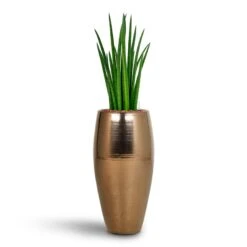 Sansevieria Cylindrica Spikes - HydroCare 15 Sansevieria Cylindrica Spikes - HydroCare -Indoor Plants Store Sansevieria Cylindrica Spikes Hydroculture Amora Duo Planter Gold