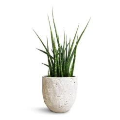 Sansevieria Fernwood Mikado - Snake Plant